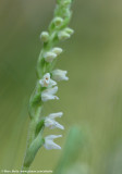 Dennenorchis (Goodyera repens)