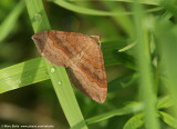 Bruinbandspanner (Scotopteryx chenopodiata)