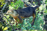 Galapagos , Equador , 2001