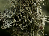 Moss on a branch