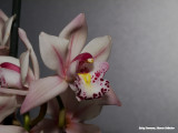 Orchidee