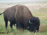 Bison