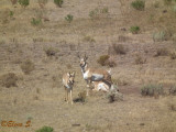 Pronghorns