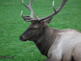 Elk