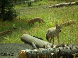 Pair of coyotes