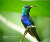 Violet-bellied Hummingbird.jpg
