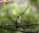 Sword-billed Hummingbird.jpg