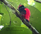 Black-necked Red-Cotinga.jpg