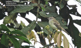Mouse-colored Tyrannulet.jpg