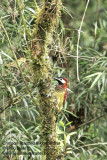 Crimson mantled Woodpecker.jpg