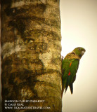 Maroon Tailed Parakeet.jpg