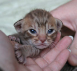 Chocolatespotted male 2 weeks old, both eyes just opened