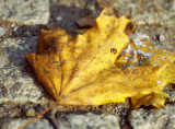 Macro