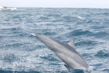 Dolphin (42).JPG