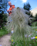 Western anemone