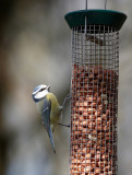 Blue tit on feeder