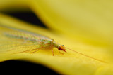 Lacewing on daffodil