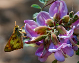 Moth & Blossom