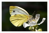 Green Veined White butterfly