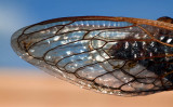 Dead Cicada Wing