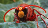 Wasp macro
