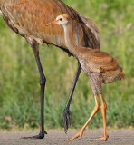 sandhill cranes - adult and colt