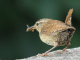 Little Wren and (Not) Flying Ant