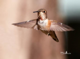 Rufous Hummingbird ( female )