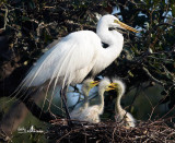 Great Egret with Chicks