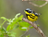 Magnolia Warbler with Lunch
