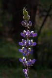 New Mexico Lupine