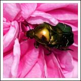 Rose Chafer Beetle