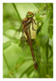 Norfolk Hawker at rest...