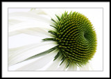 Echinacea