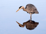 Heron