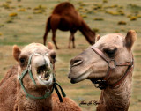 Dont Talk with your Mouth Full