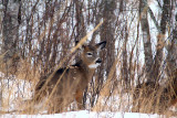 Debbies deer pic edited <a href=http://www.pbase.com/photonanax2/image/91236844>(compare)</a>