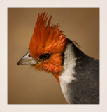 Red-Crested Cardinal