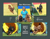 Schmidt 11x 5-photo 2-dog montage.jpg