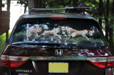 Honda Odyssey rear window screen