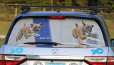 Honda Odyssey rear window screen