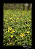 Ranunculus fascicularis<br>(Early Buttercup)
