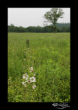 139<br>Verbascum