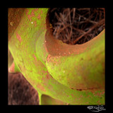 Green I