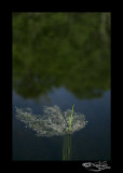 100:366<br>Contrast IX