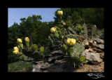 Optunia humifusa II<br>Eastern Prickly Pear