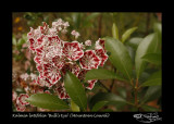 127:366<br>Kalmia latifolia Bulls Eye