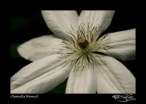 134:366<br>Clematis Henryi