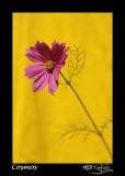 148:366<br>Cosmos
