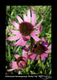 171:366<br>Echinacea tennesseensis